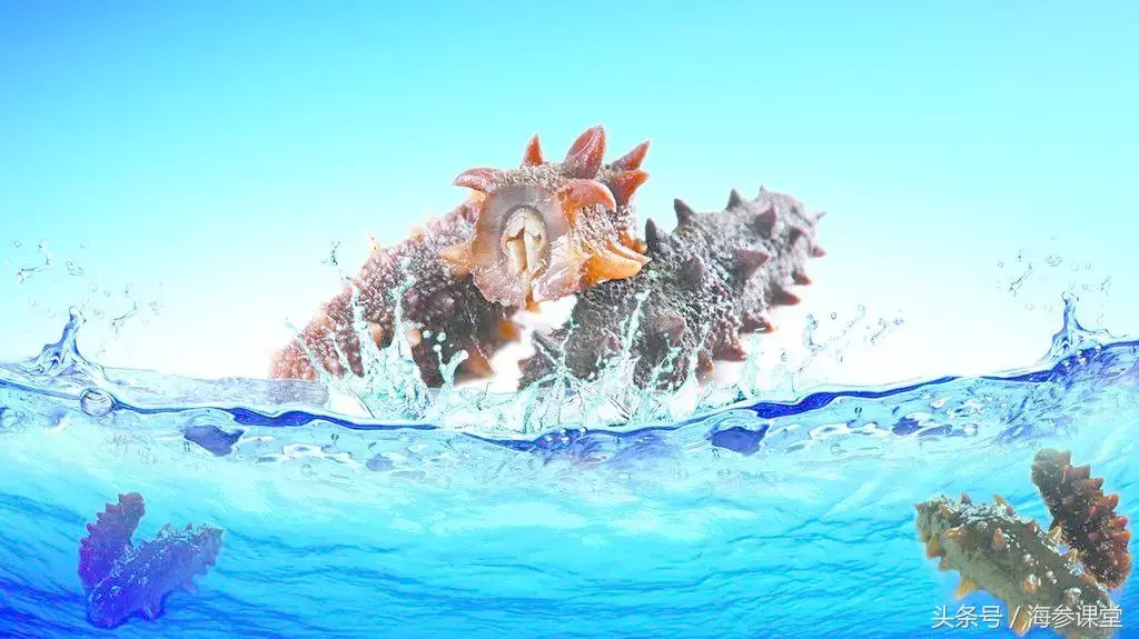 海参的挑选怎么挑