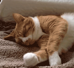 猫知道自己换主人了吗