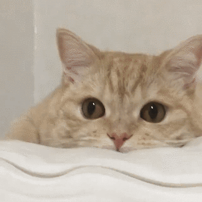 猫知道自己换主人了吗
