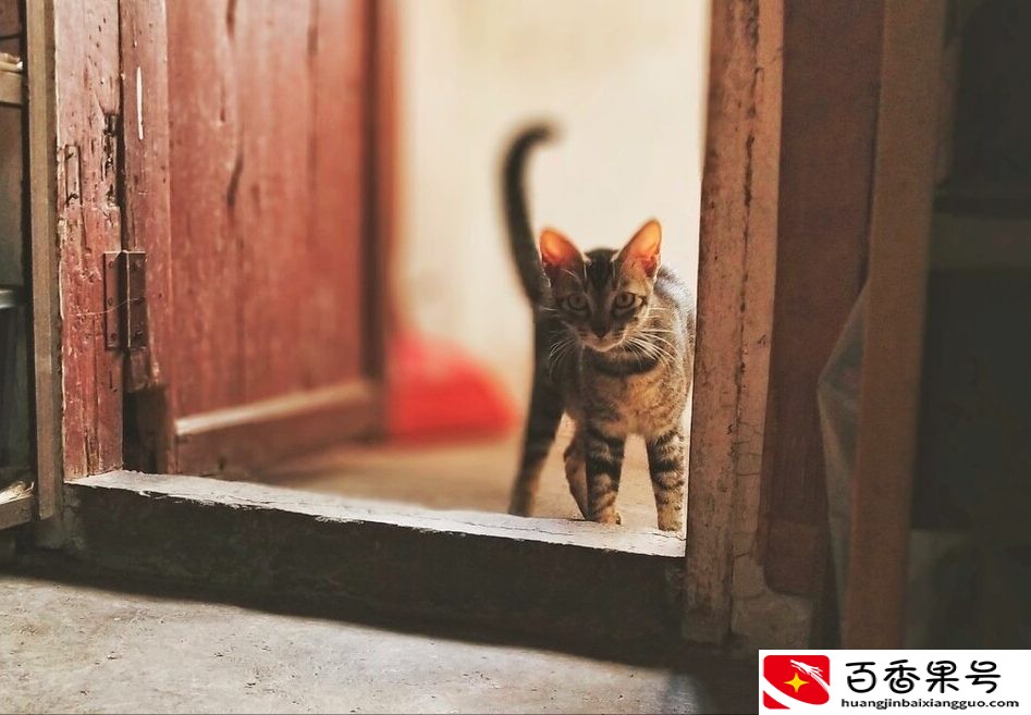 猫知道自己换主人了吗