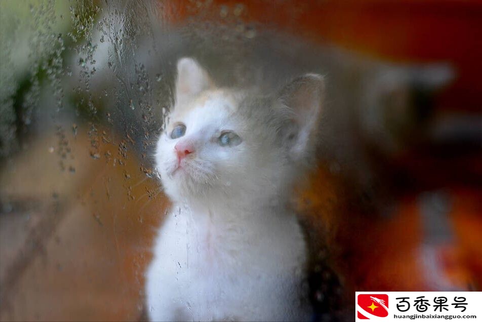 猫知道自己换主人了吗