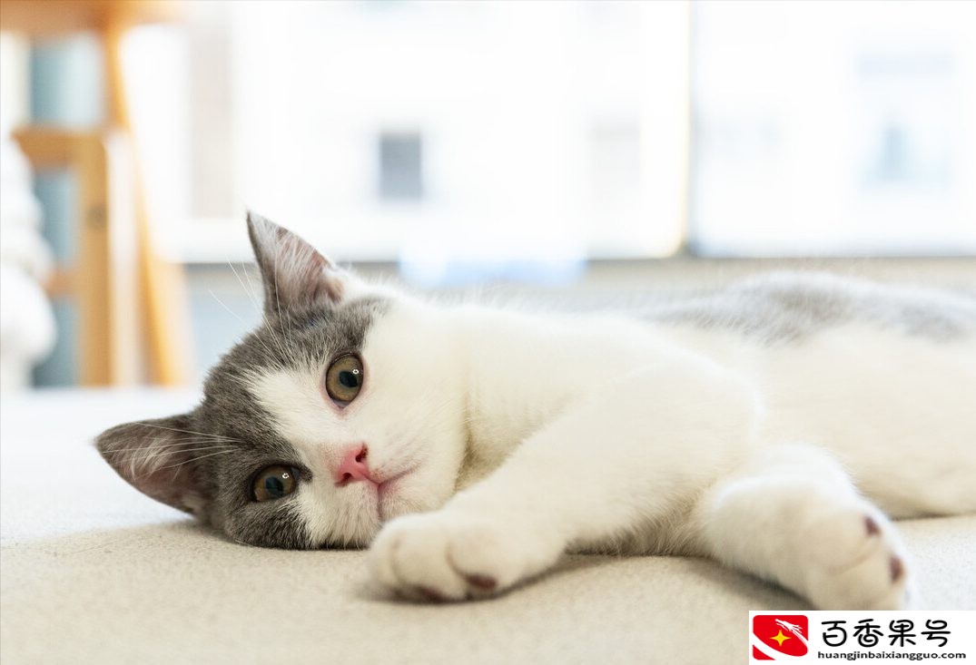 猫知道自己换主人了吗