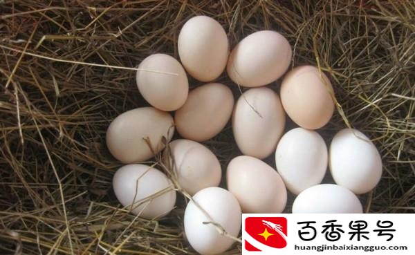 公鸡蛋和母鸡蛋的区别