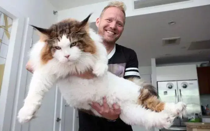 千万别养缅因猫