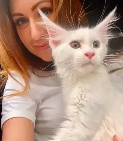 千万别养缅因猫