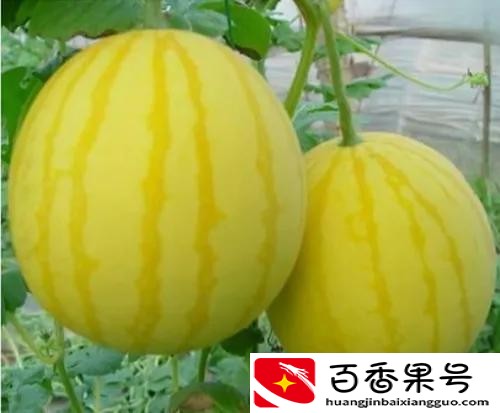 黄皮西瓜多少钱一斤