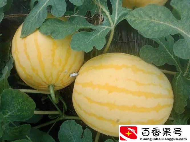 黄皮西瓜多少钱一斤