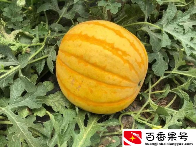 黄皮西瓜多少钱一斤