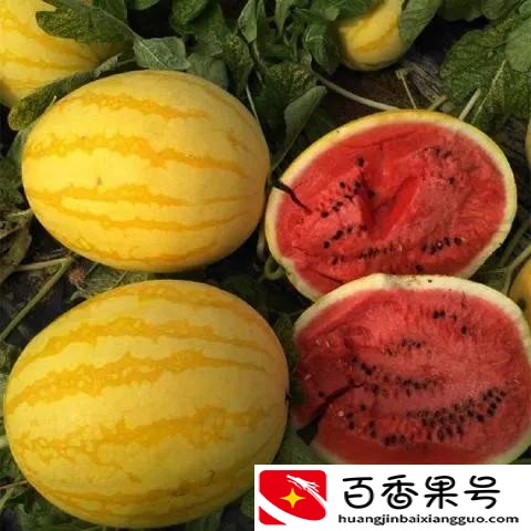 黄皮西瓜多少钱一斤