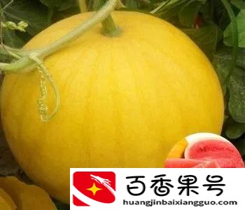 黄皮西瓜多少钱一斤