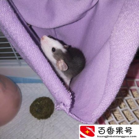 千万别养花枝鼠