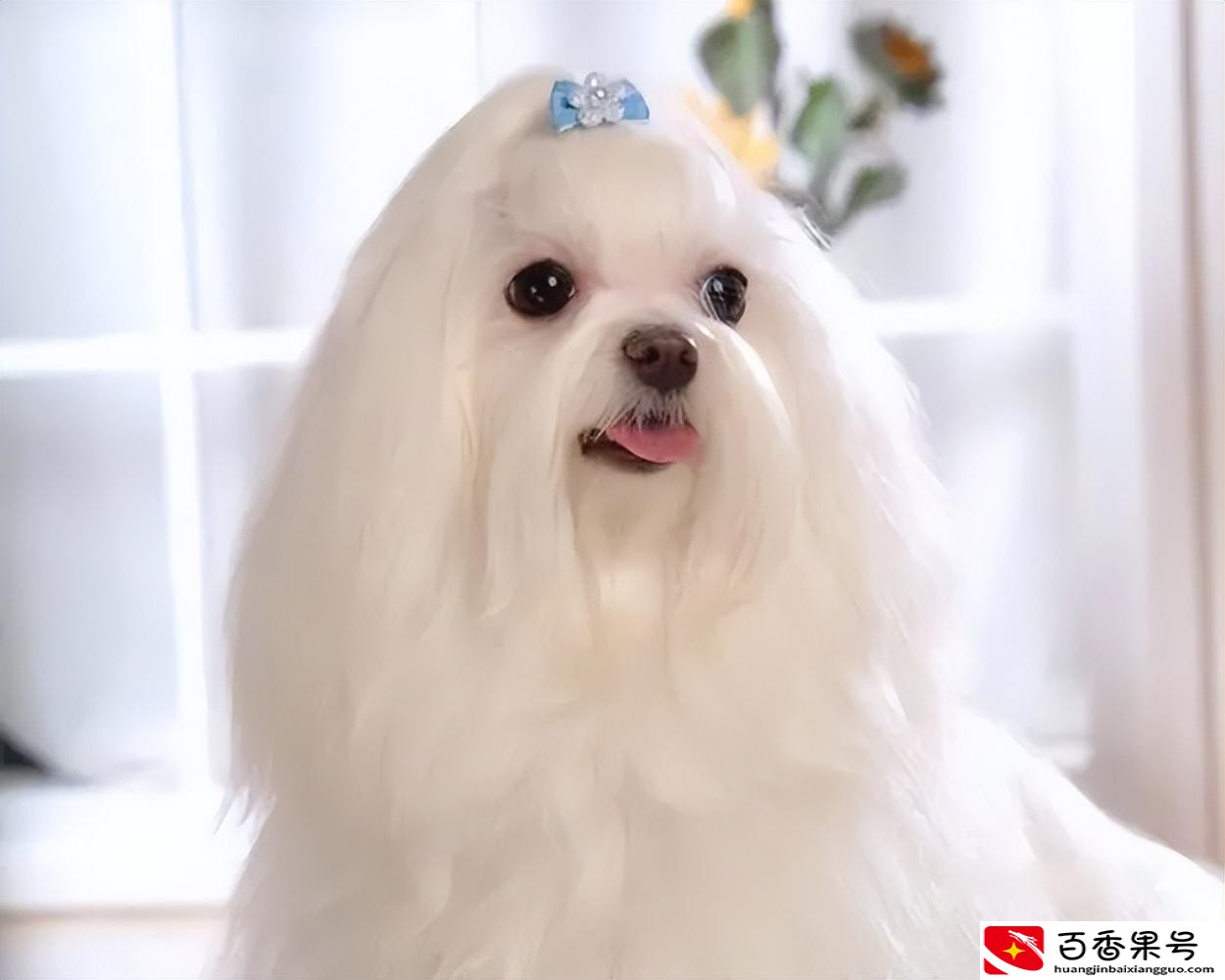 千万别养马尔济斯？马尔济斯犬太难养了？