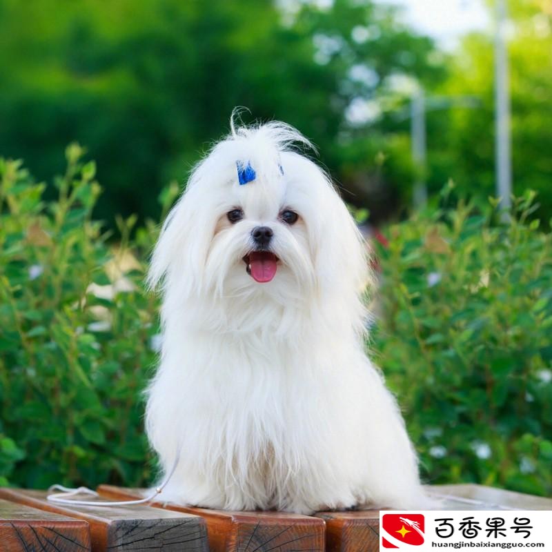 千万别养马尔济斯？马尔济斯犬太难养了？