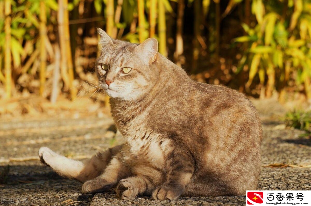 新手养猫入门必备攻略