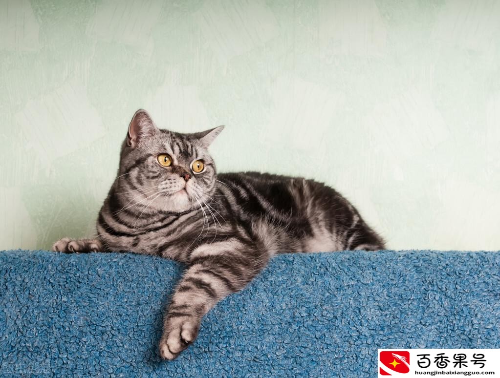 新手养猫入门必备攻略
