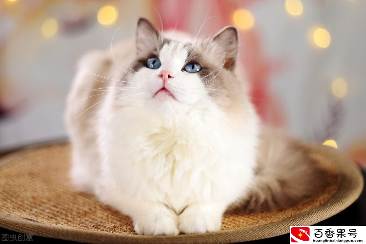 新手养猫入门必备攻略