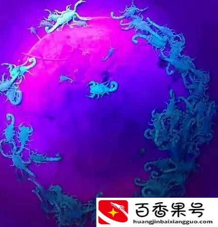 养殖的蝎子多少钱一斤
