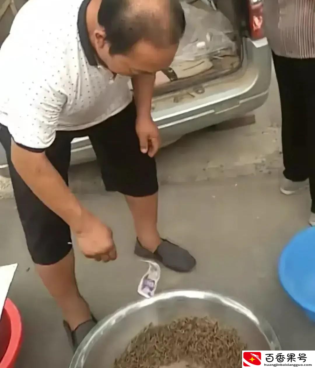 养殖的蝎子多少钱一斤