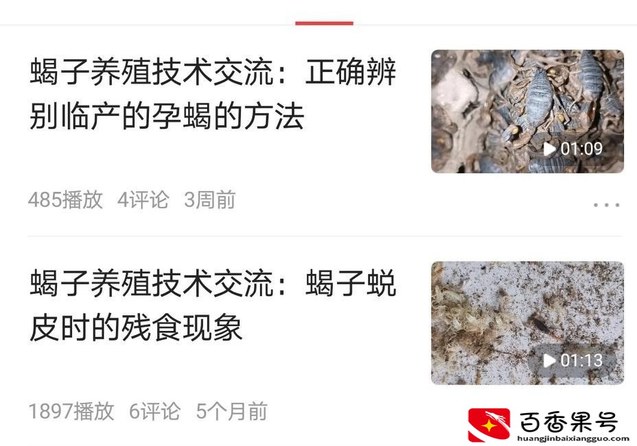 养殖的蝎子多少钱一斤