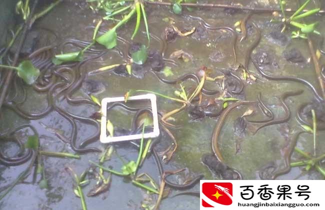 养殖黄鳝的利润和成本