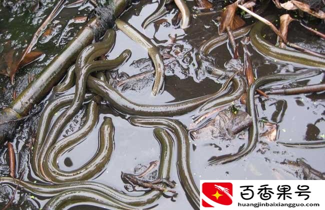 养殖黄鳝的利润和成本
