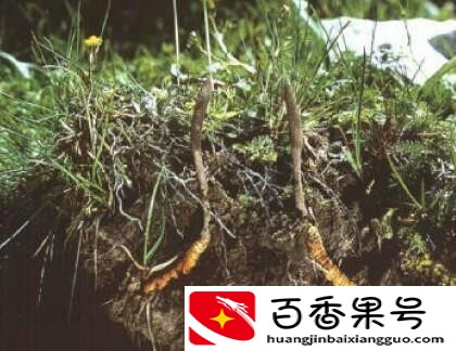 鲜虫草怎么保存？虫草怎么储藏放得最长时间？