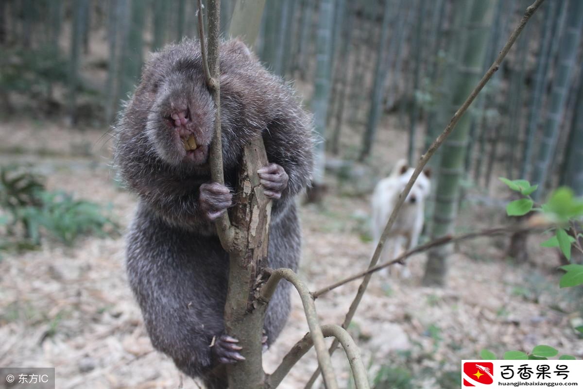 什么特种养殖比较赚钱