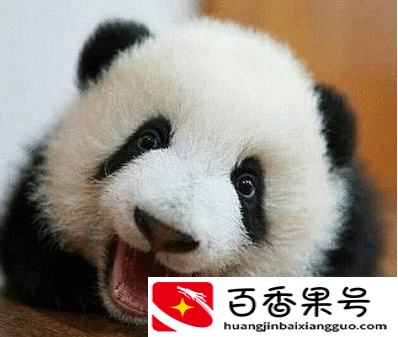 日本为什么杀大熊猫