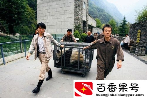 日本为什么杀大熊猫