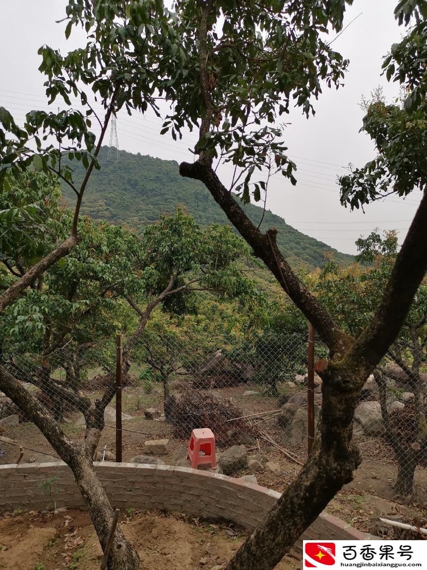 深圳羊台山最佳登山路线