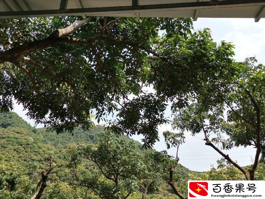 深圳羊台山最佳登山路线