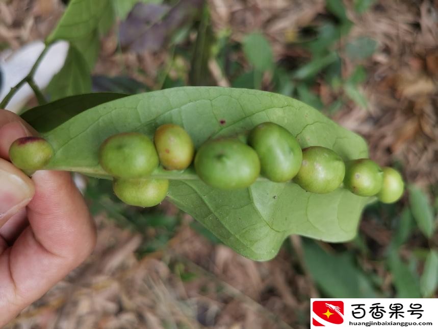 深圳羊台山最佳登山路线