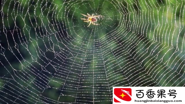蜘蛛爬上身要发财真的假的