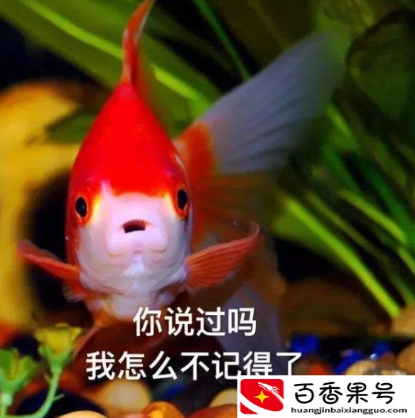 金鱼的记忆是多少秒