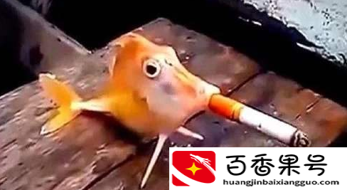 金鱼的记忆是多少秒