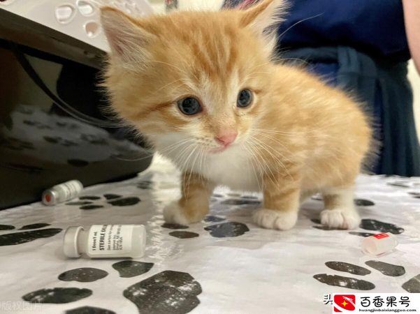 养猫可以点蚊香吗