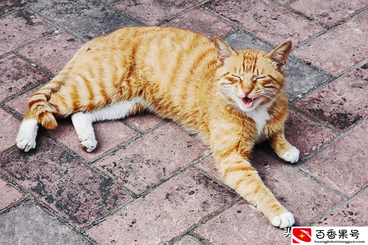 养猫可以点蚊香吗