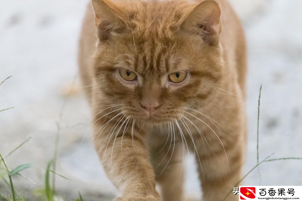 养猫可以点蚊香吗