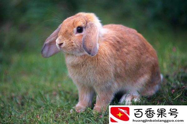 兔子冬天晚上睡觉会冷吗