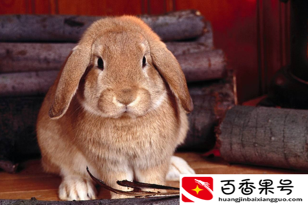 兔子冬天晚上睡觉会冷吗