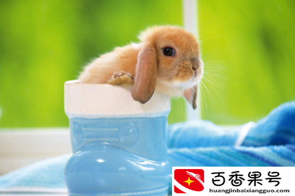 兔子冬天晚上睡觉会冷吗