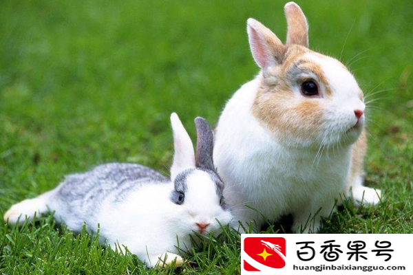 兔子冬天晚上睡觉会冷吗
