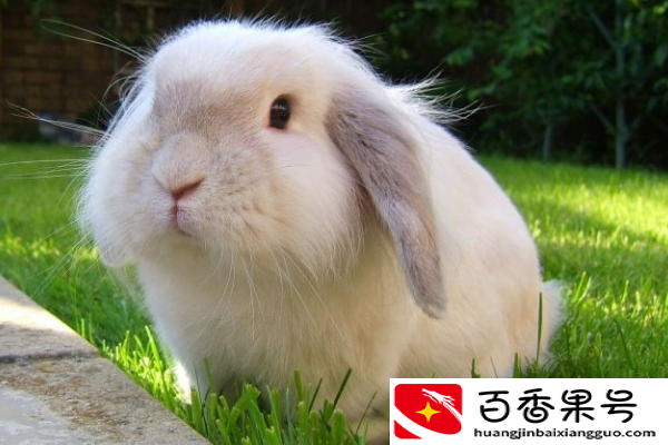 兔子冬天晚上睡觉会冷吗