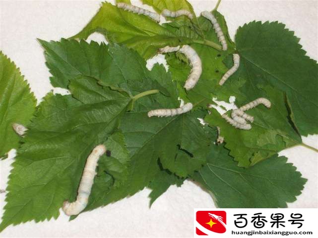 养蚕一年能赚多少钱