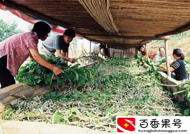 养蚕一年能赚多少钱
