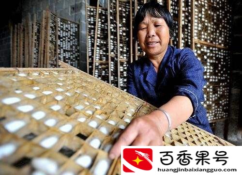 养蚕一年能赚多少钱
