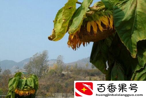 怎样打招呼才更吸引人