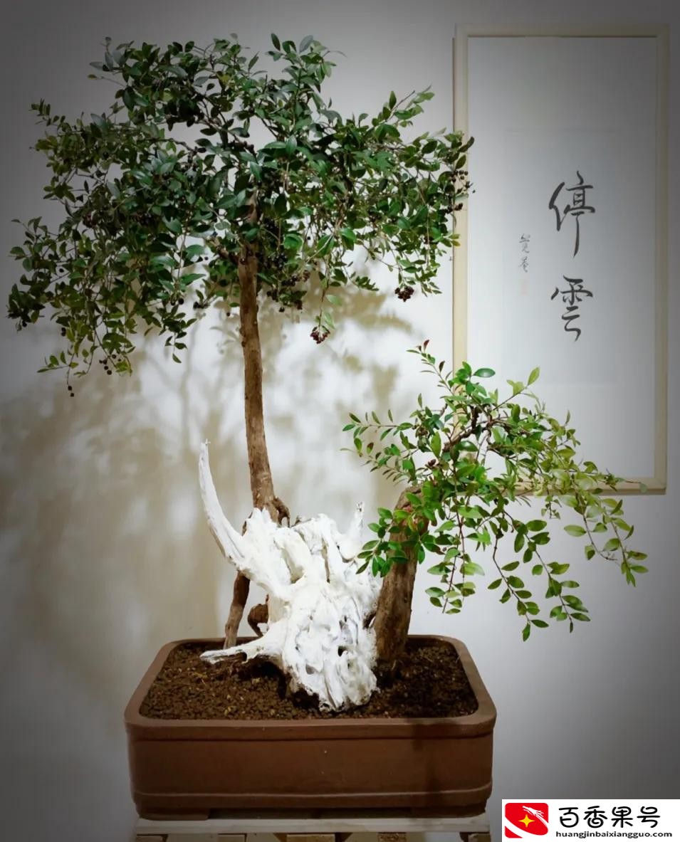 赤楠对家里风水好吗