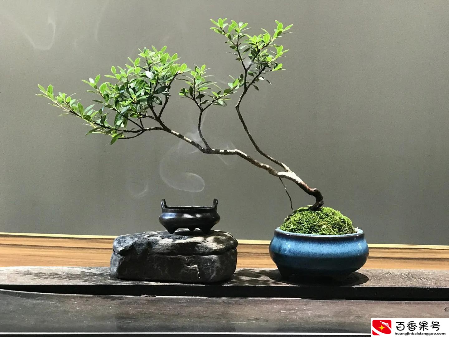 赤楠对家里风水好吗