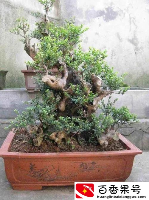 赤楠对家里风水好吗